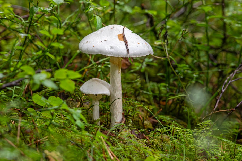 Australian Woman Erin Patterson Sentenced to Life in Prison for Poisoning Relatives with Death Cap Mushrooms