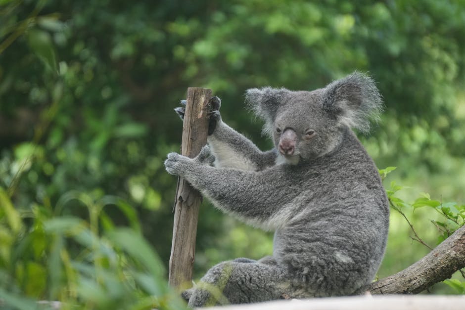 Australia Approves World-First Chlamydia Vaccine for Koalas